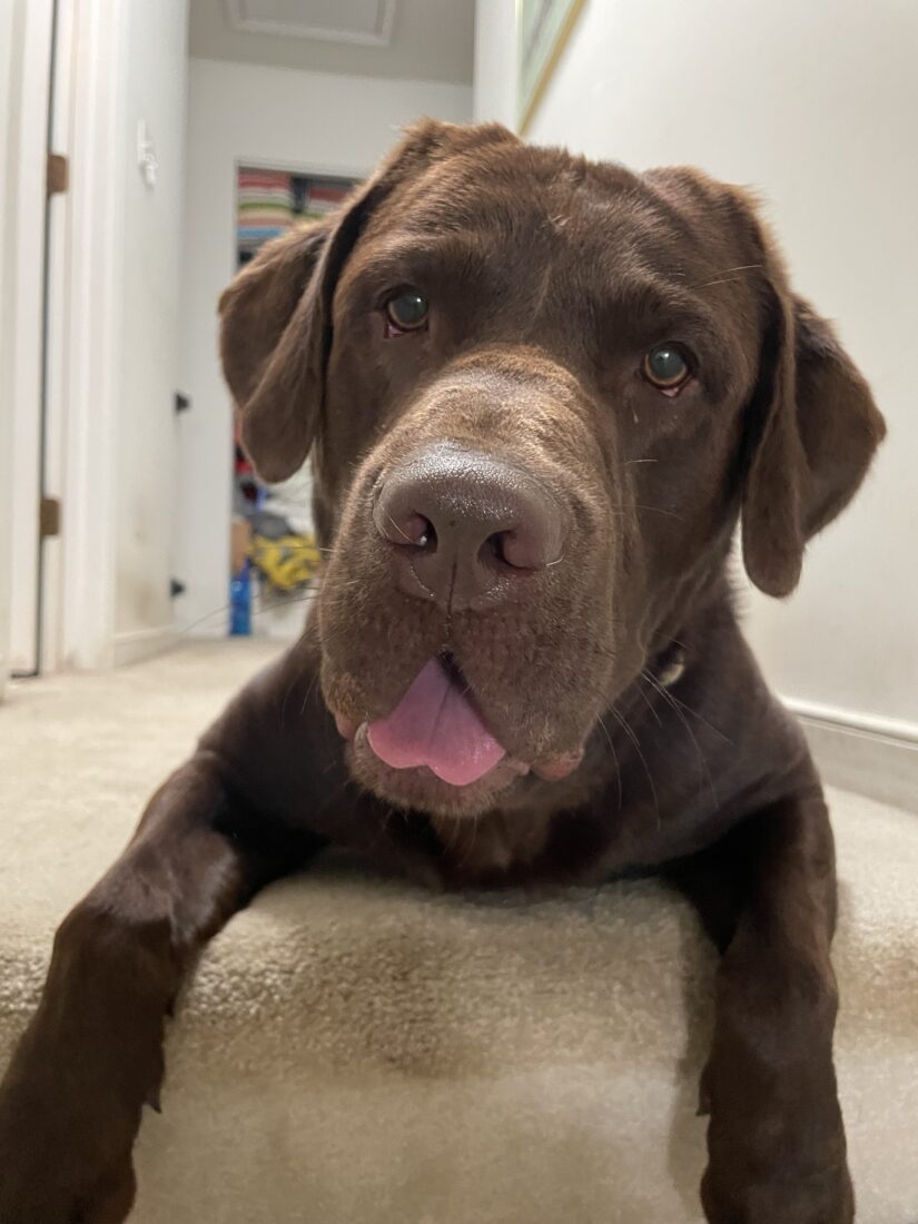 Fred, English chocolate Labrador