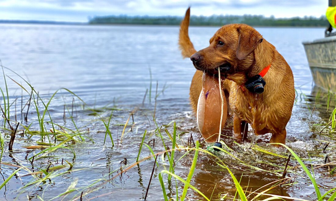 Cooper, Fox Red Labrador
