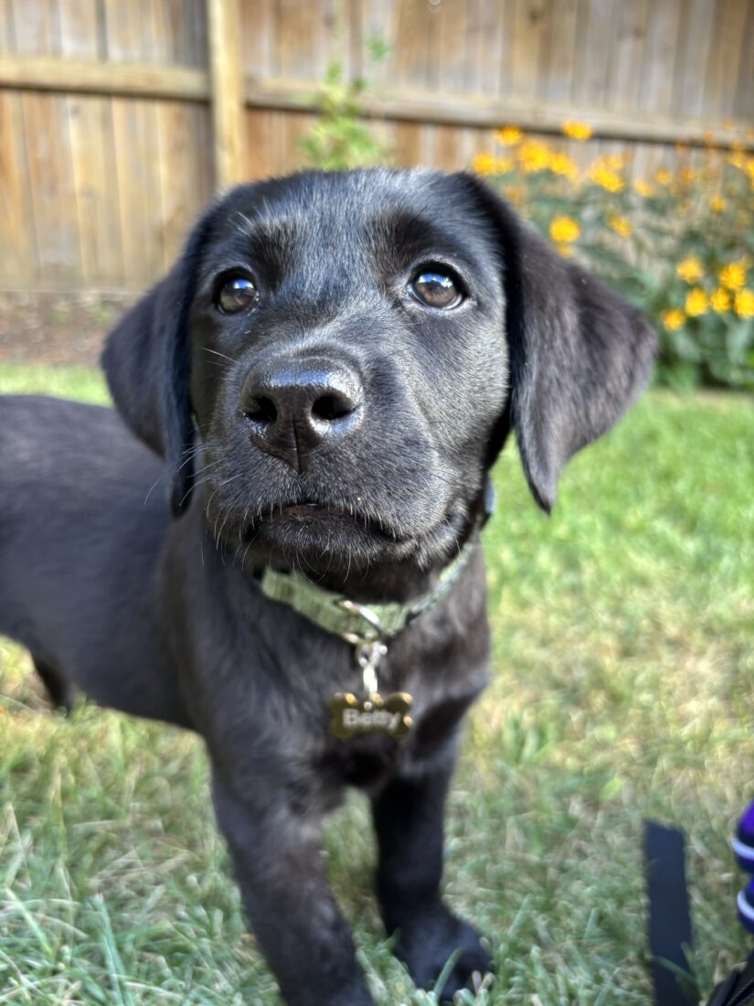 Betty, Labrador Retriever
