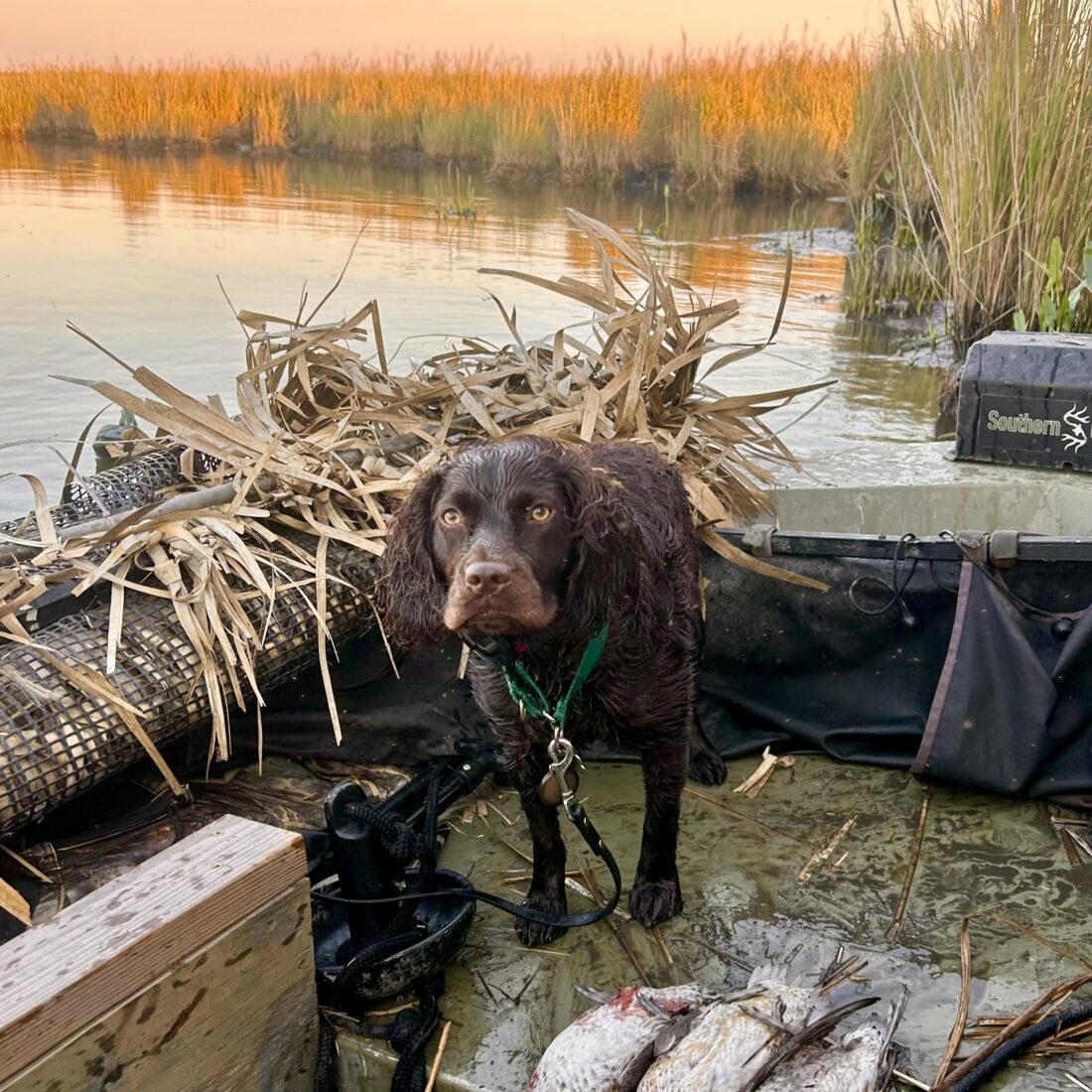 Bay, Boykin Spaniel
