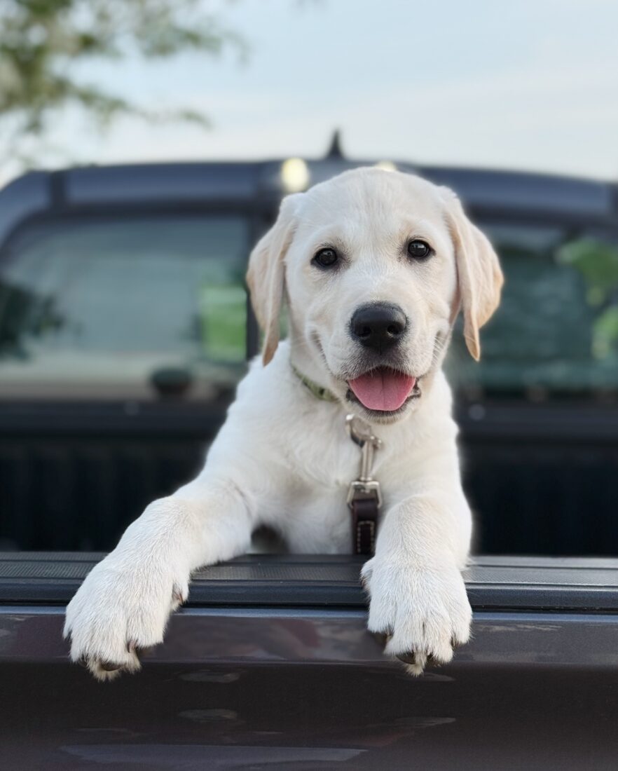 Homer, Golden Retriever Labrador Retriever Mix