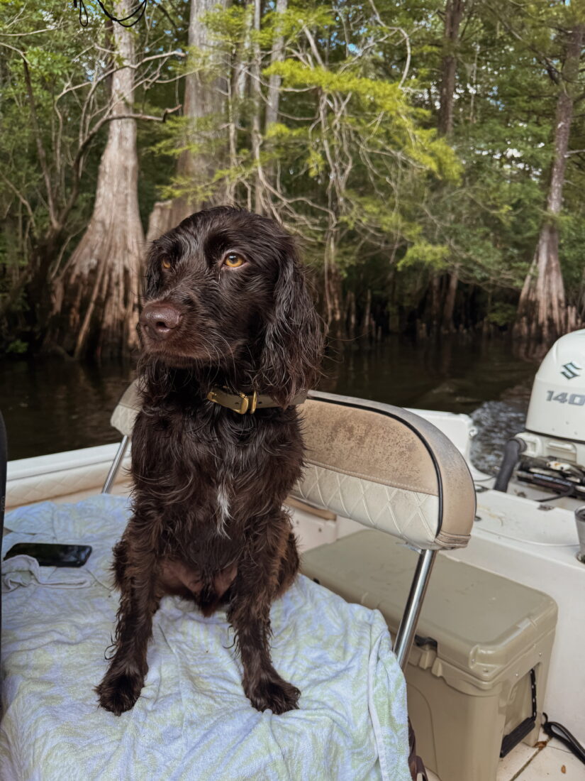 Cooper, Boykin Spaniel