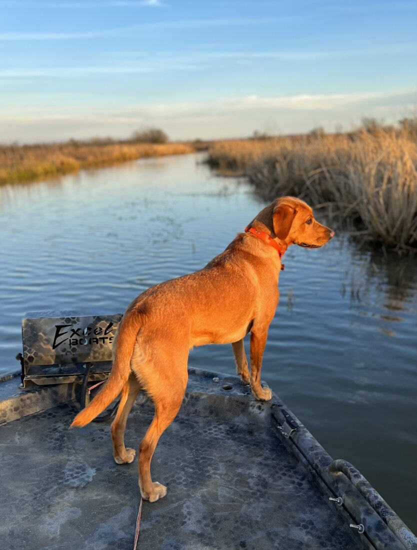 Scout, British Labrador Retriever
