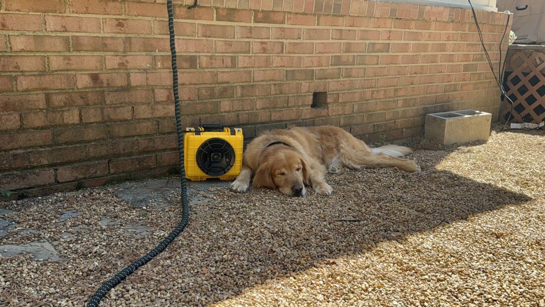 Teddy, Golden Retriever