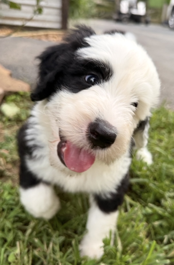 Paxton, Sheepadoodle