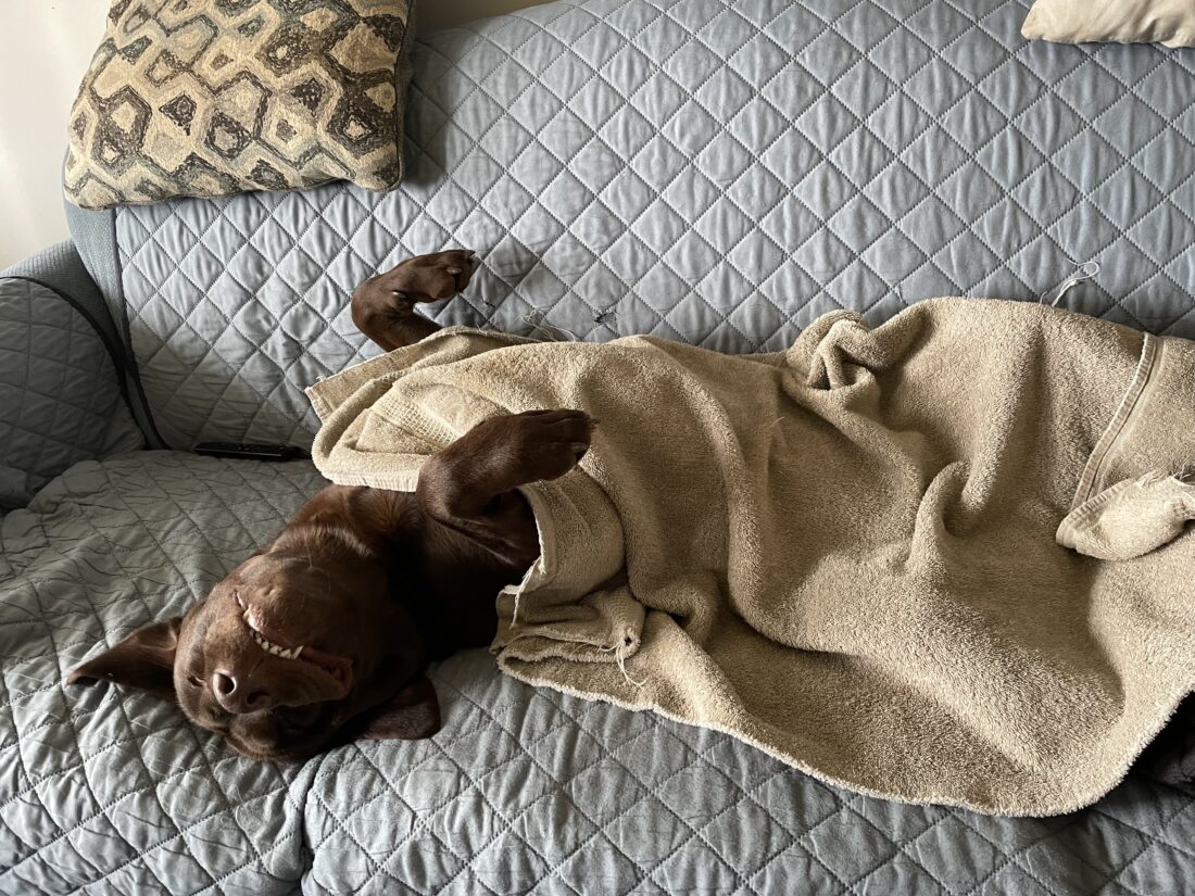 Gypsy, Chocolate Lab