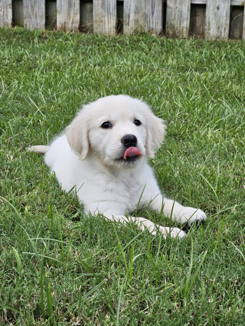 Paxton Dug Wilhelm, Golden Retriever