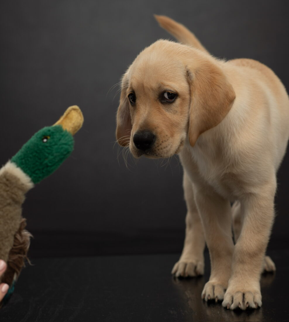 June Graham, English Yellow Labrador Retriever