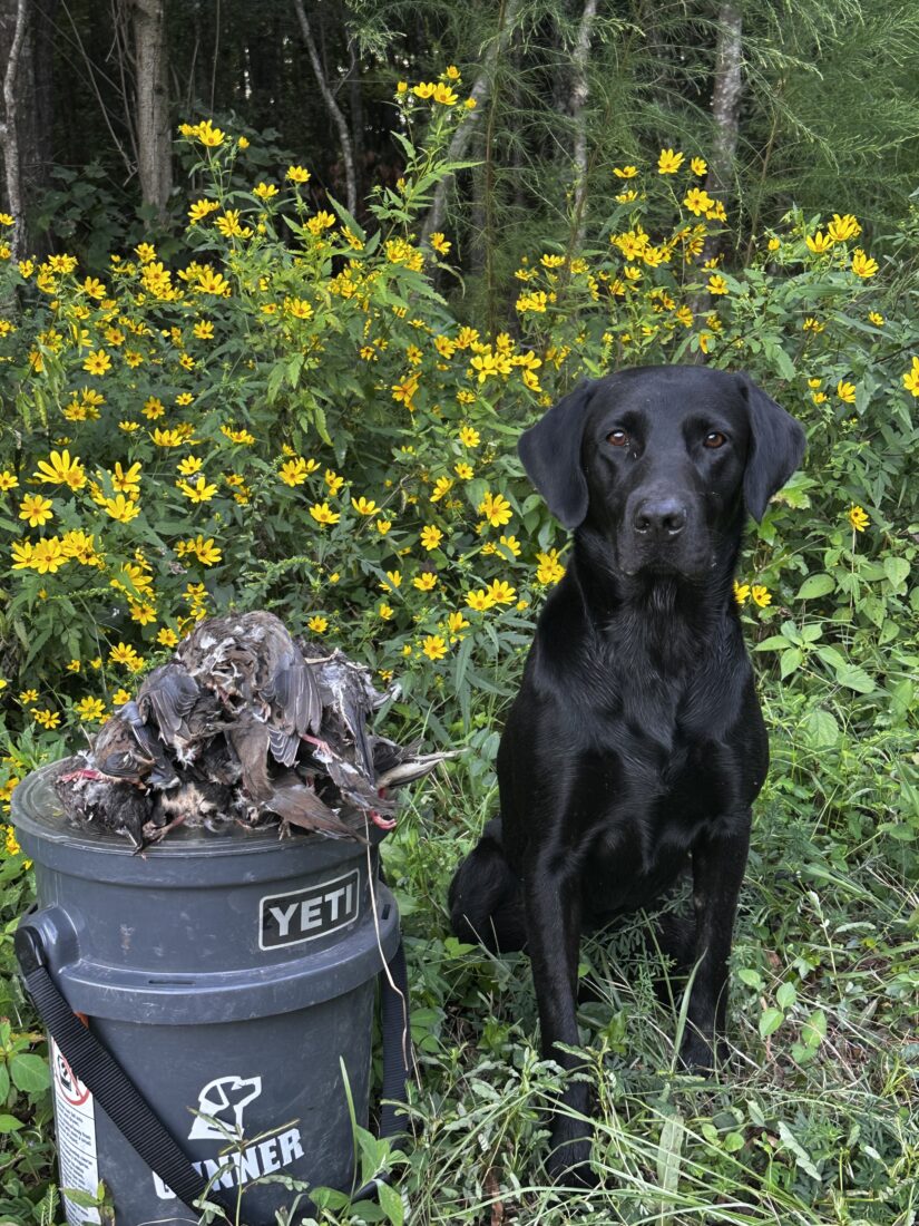 Bennie, British Labrador