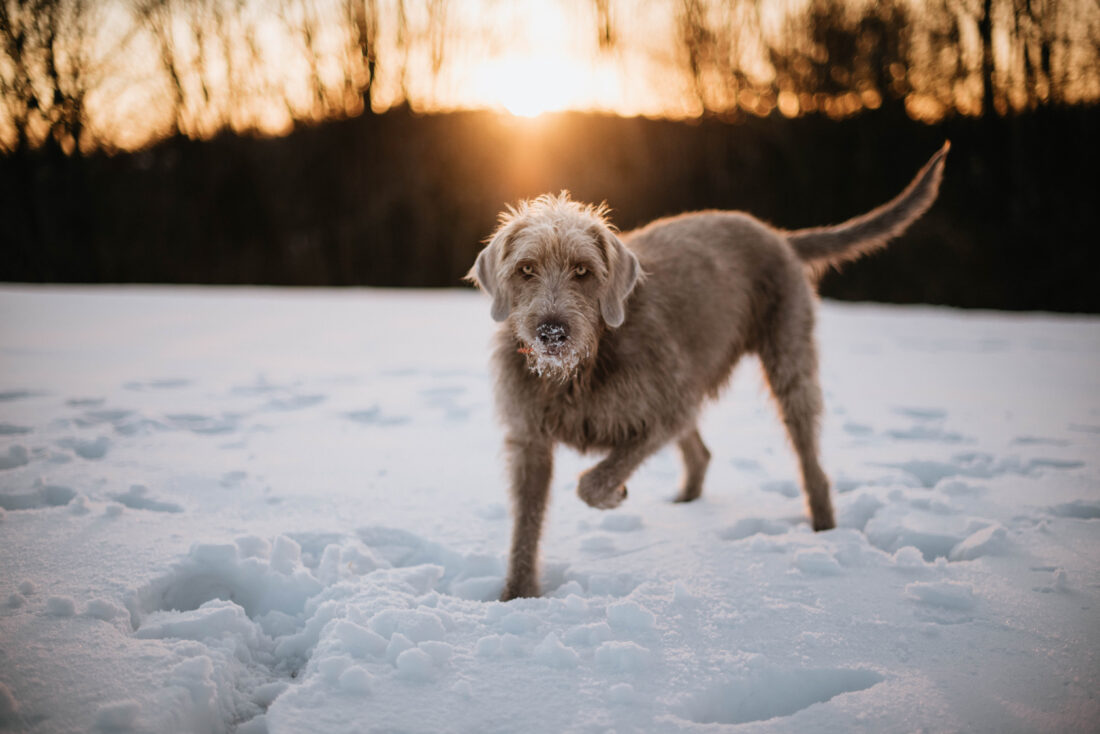 Elvis, Slovakian Rough Haired Pointer
