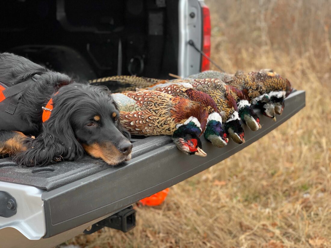 Lady Odessa, Gordon Setter