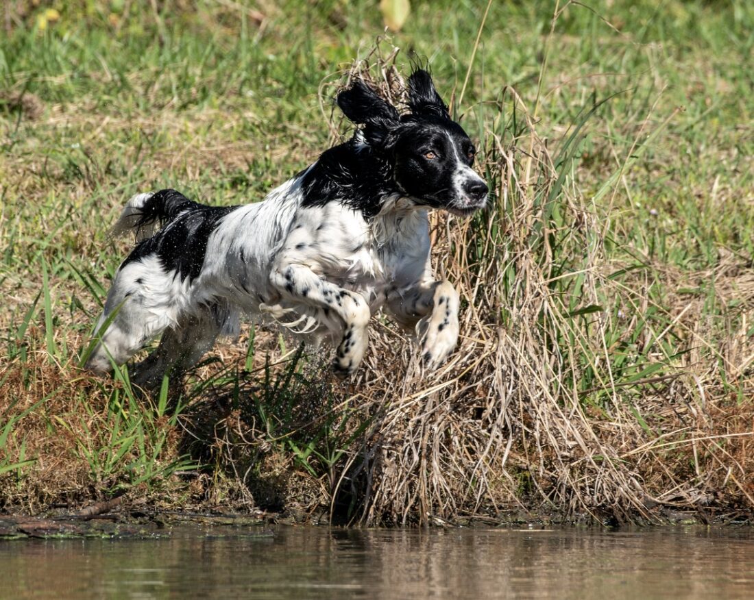 Willow hills Dodger (Atlas), Large munsterlander