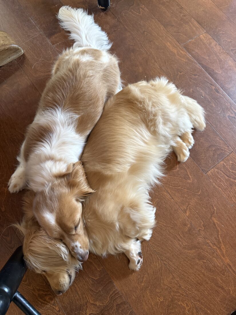 Winston & Poppy, Mini Dachshunds