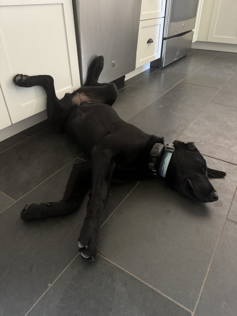 Hazel, Labrador Retriever