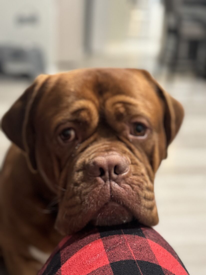 Kevin, Dogue de Bordeaux