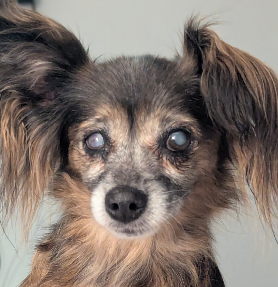 Killer, Mixed/Chihuahua/papillon