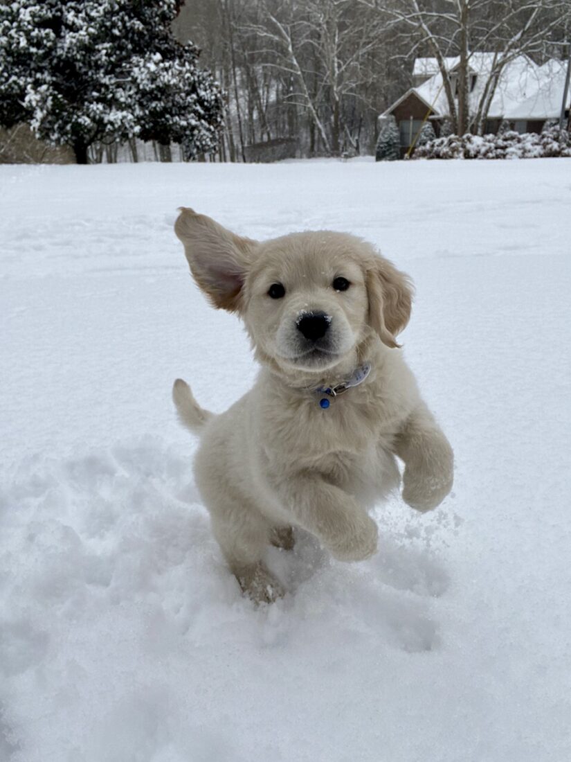 Wrigley, English Cream Golden Retriever