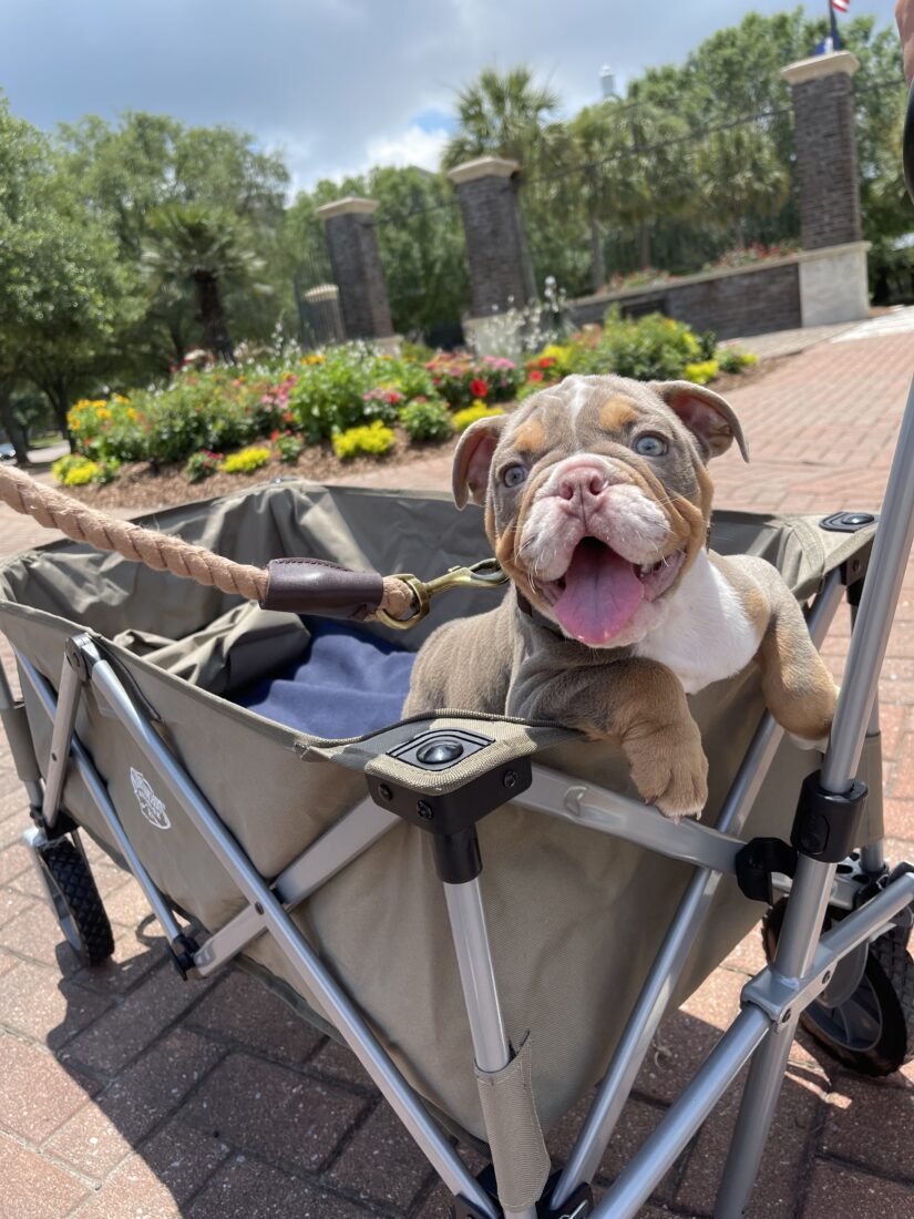 Gator, English Bulldog
