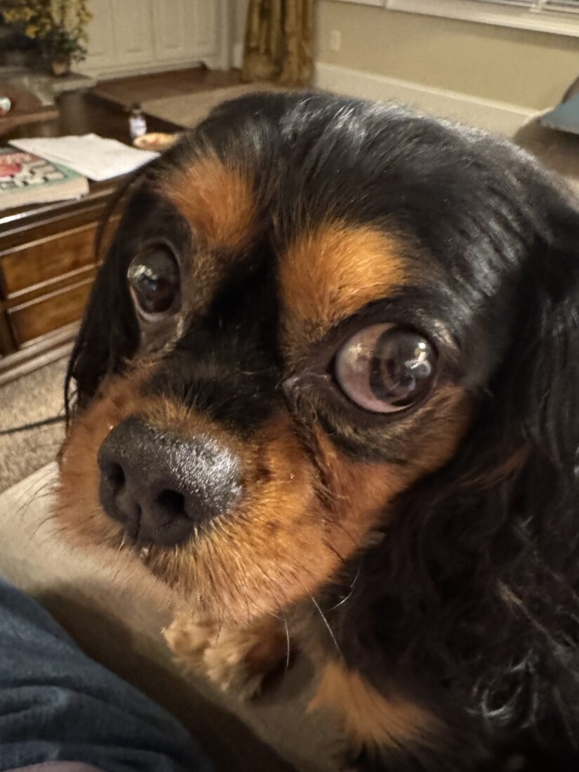 Charley, King Charles spaniel