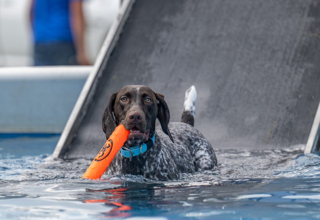 Jessi, German Shorthaired Pointer