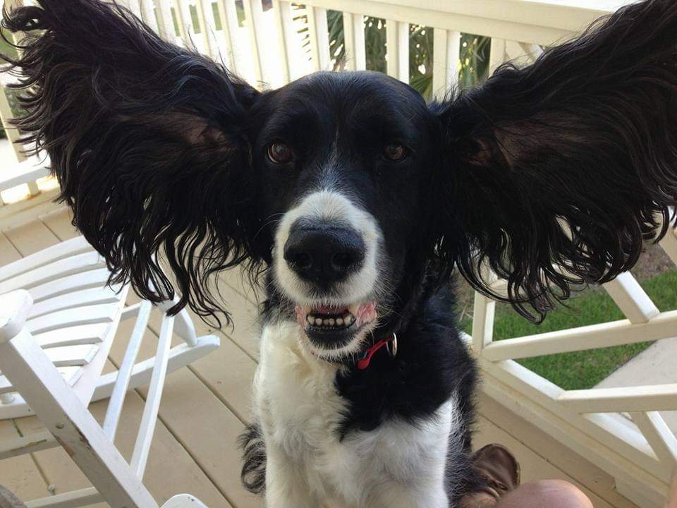 Hannah, Springer Spaniel