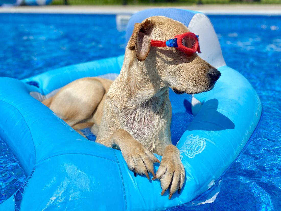 Cooper, Laboratory Retriever
