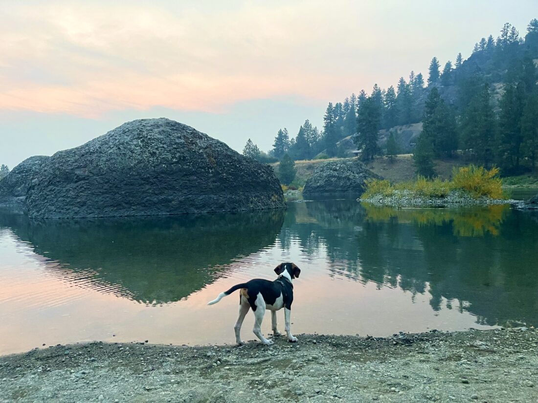 Ollie, Blue tick walker coon hound