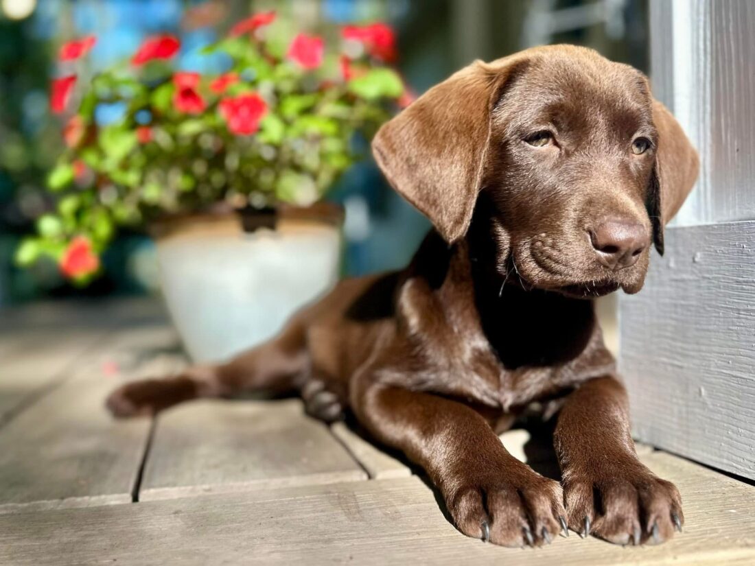 Nala, Labrador