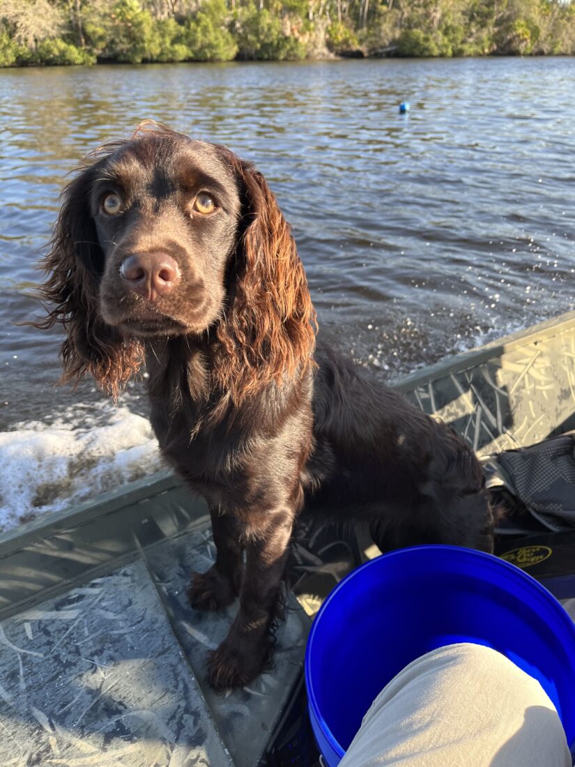 Willow, English cocker spaniel