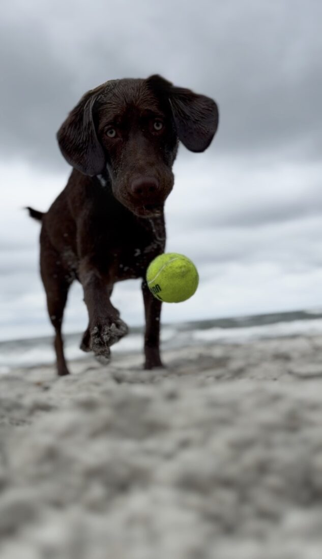 Maggie Moo, Bassador