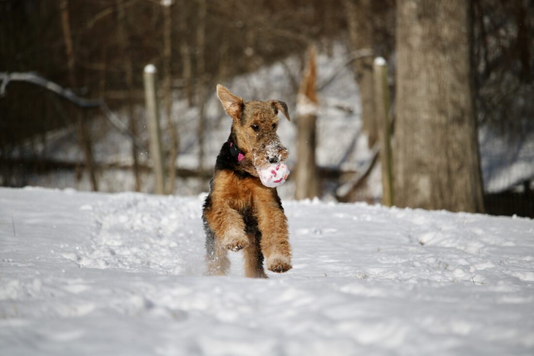 Zeva, Airedale Terrier