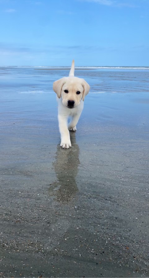 Sully, Labrador retriever