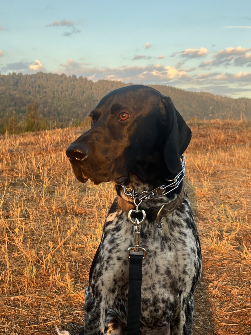 Hunter, German Shorthair Pointer