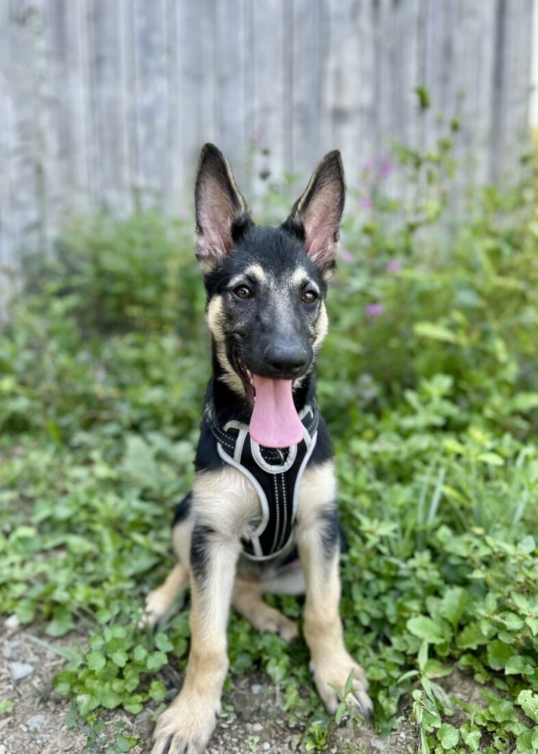 Molly, German Shepard