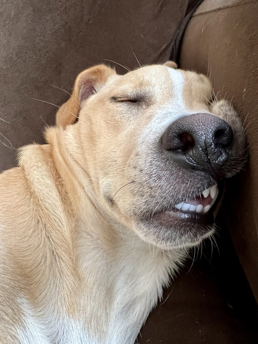 Archie, Pihuahua (pit & chihuahua mix)