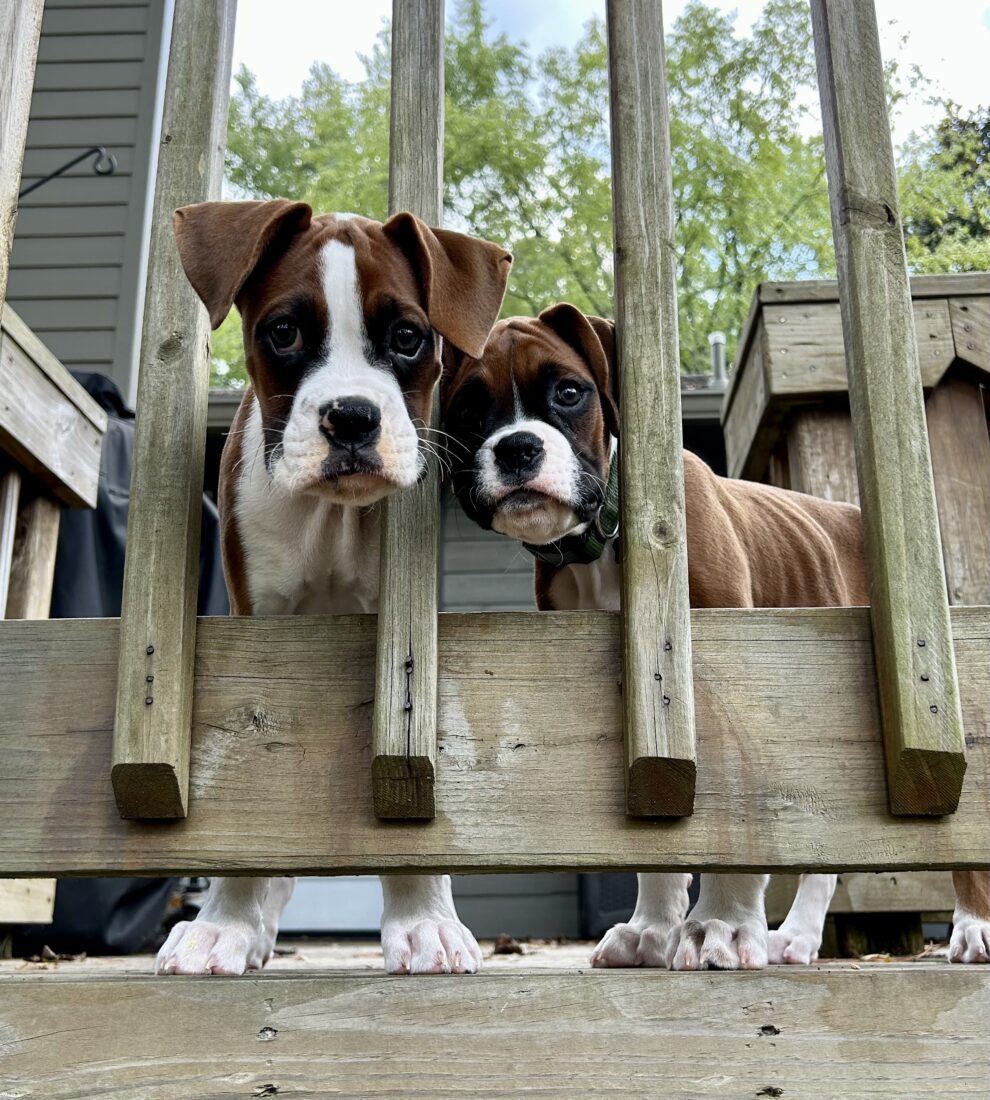 Imogene and Louis, Boxer