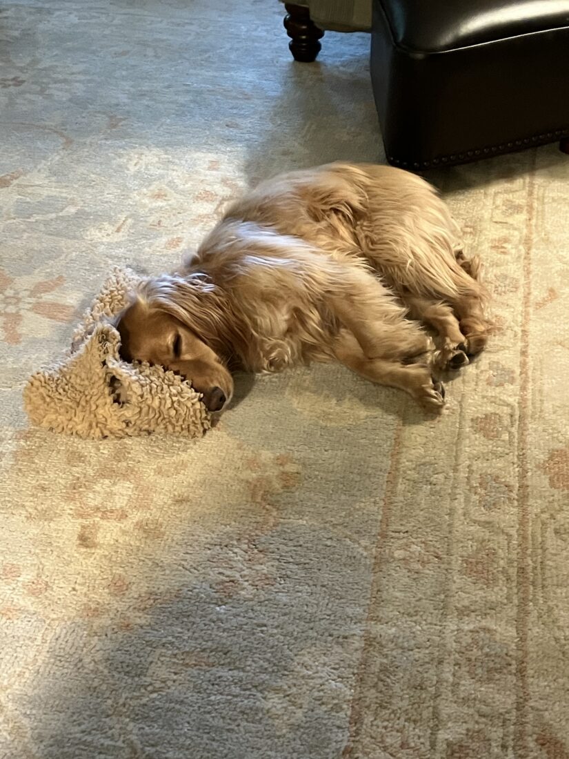 Dolly, English Field Cocker