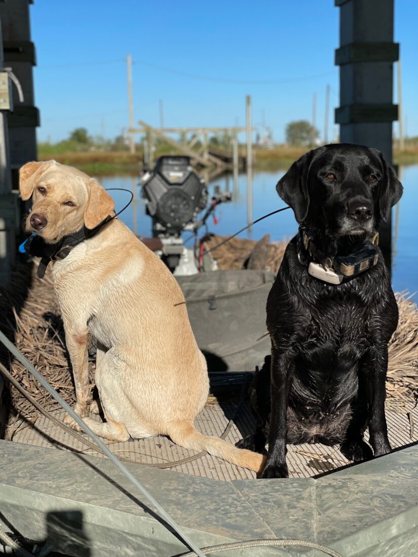 Sunny and Blue, Labrador Retrievers